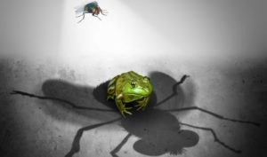 ein Frosch wird vom riesigen Schatten einer kleinen Fliege bedeckt